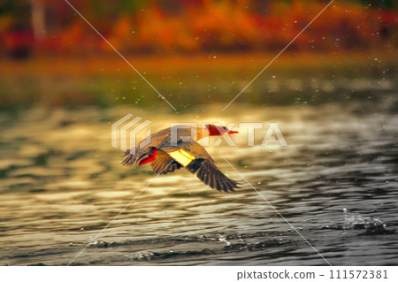 Goosander (female, Mergus merganser), running start in fountains spray 111572381