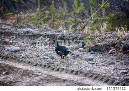 capercailye (Tetrao urogallus) out on gravel road 111572382