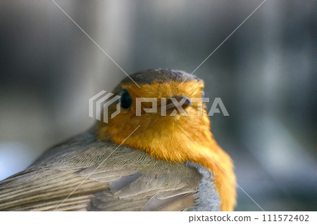 Half-length portrait of the Eurasian robin Half-length portrait of the Eurasian robin 111572402