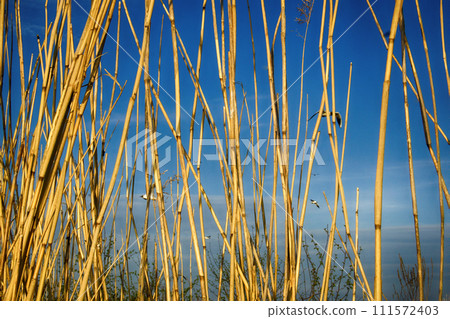 Black-headed gulls fly behind wall of yellow reed 111572403