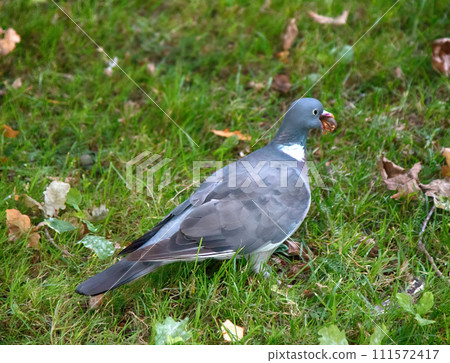 Wood pigeon feeding on glade with acorns Wood pigeon feeding on glade with acorns 111572417