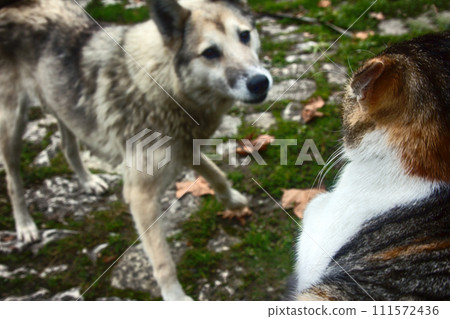 Stray dog chased cat on fence. People break Stray dog chased cat on fence. People break 111572436