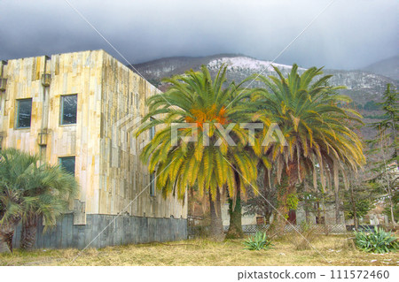 Old palm trees. Abkhazia, Adjara. Ancient Colchis Old palm trees. Abkhazia, Adjara. Ancient Colchis 111572460
