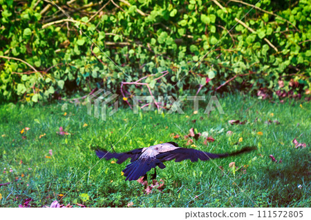 Hoodie perfectly adapted to man bird Hoodie perfectly adapted to man bird 111572805