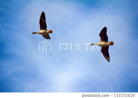 Forest-breeding bean goose - couple of breeding geese Forest-breeding bean goose - couple of breeding geese 111572810