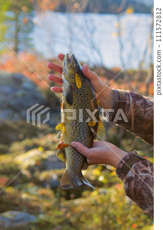 Lovely autumn salmon Lovely autumn salmon 111572812