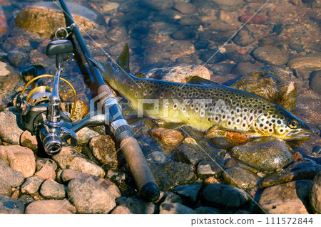 Caught by spinning brown trout (Salmo trutta fario) 111572844