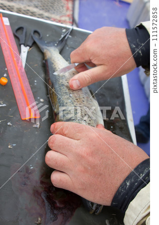 ichthyology of a salmon ichthyology of a salmon 111572858