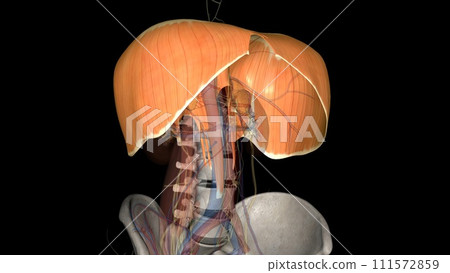 The diaphragm is a muscle that helps you inhale and exhale (breathe in and out) The diaphragm is a muscle that helps you inhale and exhale (breathe in and out) 111572859