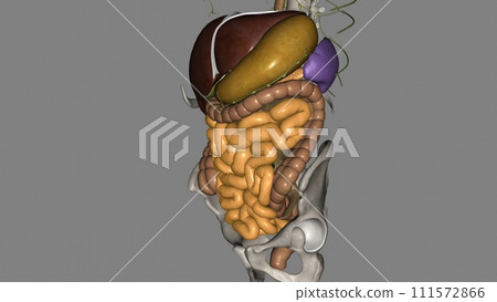 The small intestine (also referred to as the small bowel) is the specialized tubular structure between the stomach 111572866