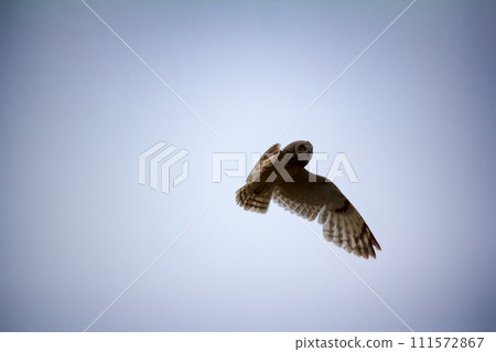 Short-eared owl (marsh owl, Asio flammeus) flies over nest 111572867