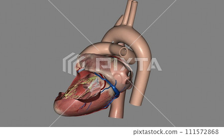 Heart, Atria and Ventricles 3d 111572868