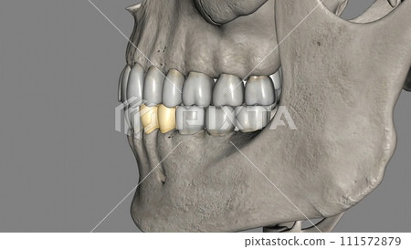 The mandibular first premolar is the tooth located laterally from both the mandibular canines 111572879