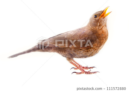 Blackbird (Turdus merula, female) is one of best singers Blackbird (Turdus merula, female) is one of best singers 111572880