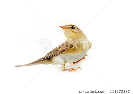 willow warbler (Phylloscopus trochilus) willow warbler (Phylloscopus trochilus) 111572887