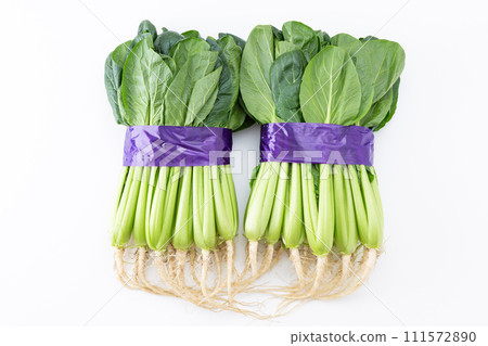 Komatsuna (with roots) on white background 111572890