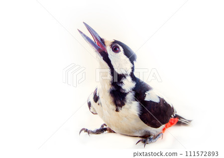 greater spotted woodpecker (Dendrocopos major) greater spotted woodpecker (Dendrocopos major) 111572893
