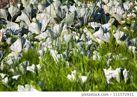 Mosaic white leaf os Butterbur and Horsetai Mosaic white leaf os Butterbur and Horsetai 111572911