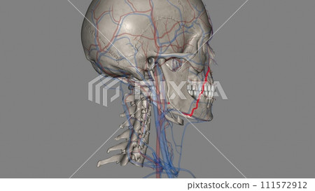 The facial artery is a branch of the external carotid artery that supplies the anatomic structures of the superficial face 111572912
