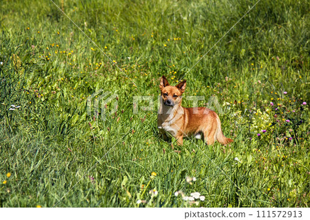 small mongrel dog on walk in meadow 111572913