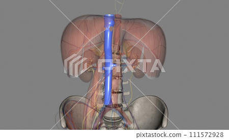 The inferior vena cava (IVC) is a large retroperitoneal vessel formed by the confluence of the right and left common iliac veins The inferior vena cava (IVC) is a large retroperitoneal vessel formed by the confluence of the right and left common iliac veins 111572928