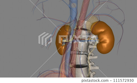 The renal plexus is a complex network of nerves formed by filaments from the celiac ganglia and plexus, aorticorenal ganglia The renal plexus is a complex network of nerves formed by filaments from the celiac ganglia and plexus, aorticorenal ganglia 111572930