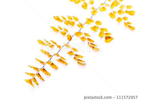 withered adiantum leaves withered adiantum leaves 111572957