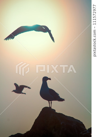 Seagulls against sky with sun in haze 111572977