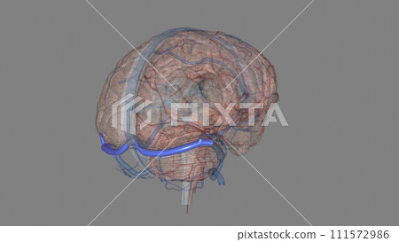 The transverse sinuses within the human head, are two areas beneath the brain which allow blood to drain from the back of the head 111572986