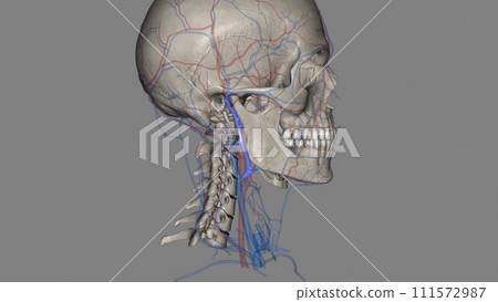 The retromandibular vein is a major vein of the face 111572987