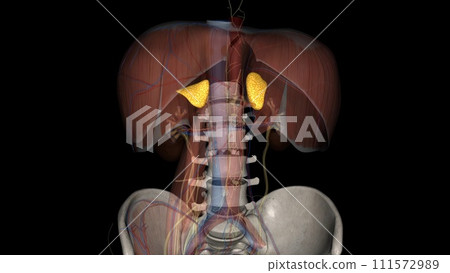 Adrenal glands, also known as suprarenal glands, are small, triangular-shaped glands located on top of both kidneys 111572989