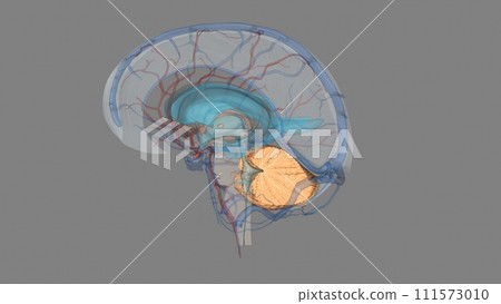 The cephalic vein is a superficial vein of the upper limb and it's one of the two main veins of the arm. The cephalic vein is a superficial vein of the upper limb and it's one of the two main veins of the arm. 111573010