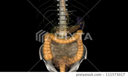 Visceral Lymphatic vessels and Colon 111573017