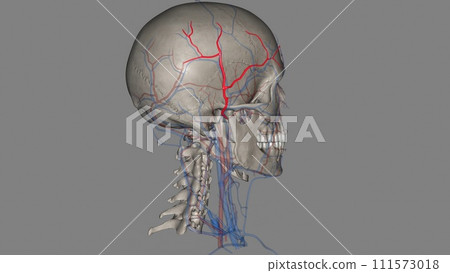 The superficial temporal artery is a terminal branch of your external carotid artery, which is in your neck 111573018