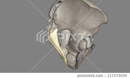 The sacrotuberous ligament (STL) is a stabiliser of the sacroiliac joint and connects the bony pelvis to the vertebral column The sacrotuberous ligament (STL) is a stabiliser of the sacroiliac joint and connects the bony pelvis to the vertebral column 111573034