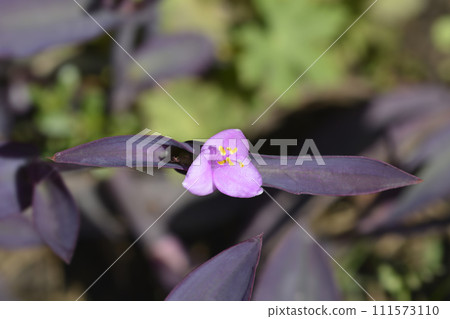 Purple heart Purple heart 111573110