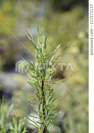 Rosemary-leaved willow 111573117