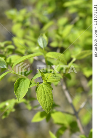 Sweet mock orange 111573131