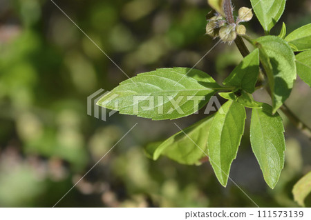 Basil Anise Basil Anise 111573139