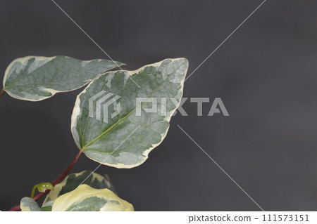 Algerian ivy Glorie de Marengo 111573151