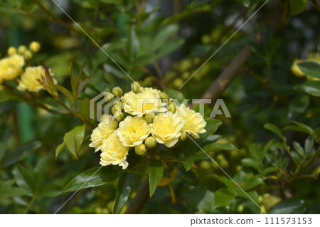 Lady Banks rose Lady Banks rose 111573153