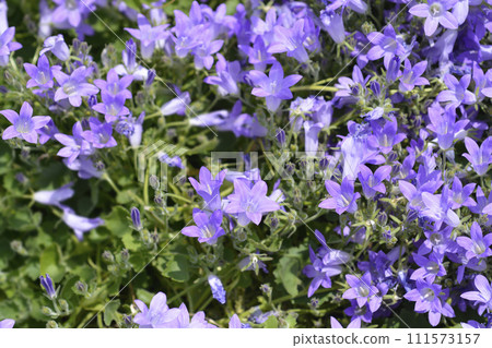 Dalmatian bellflower 111573157