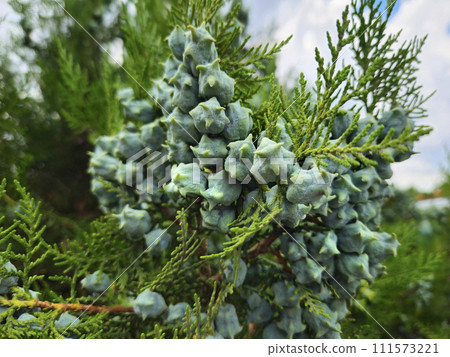 Thuja branches with young fruits Thuja branches with young fruits 111573221