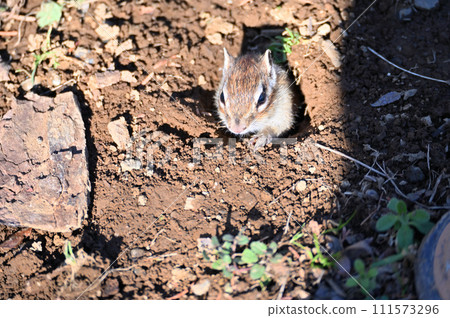 Chipmunk emerging from its burrow, Saitama City, Saitama Prefecture (Citizens' Forest, Minuma Green Center, Squirrel House) 111573296