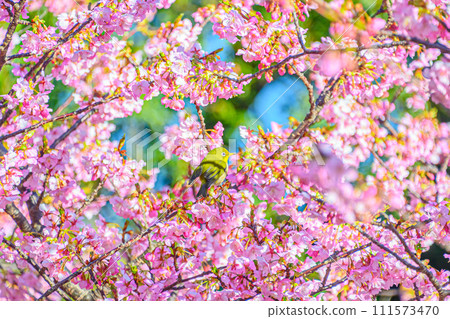 Urban landscape amidst Kawazu cherry blossoms 111573470