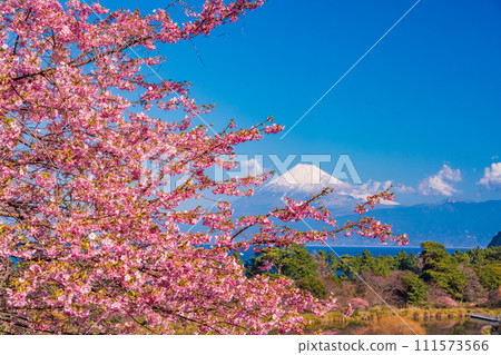 （靜岡縣）早春河津櫻花盛開時，與西伊豆井田隔海相望的富士山 111573566