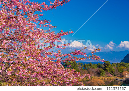 (Shizuoka Prefecture) Mt. Fuji across the sea from Nishiizu Ida in early spring when Kawazu cherry blossoms are blooming 111573567