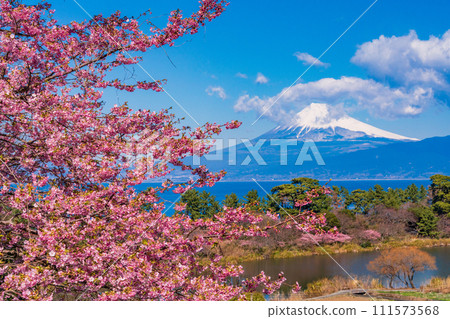 (Shizuoka Prefecture) Mt. Fuji across the sea from Nishiizu Ida in early spring when Kawazu cherry blossoms are blooming 111573568
