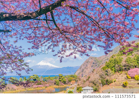 （靜岡縣）早春河津櫻花盛開時，與西伊豆井田隔海相望的富士山 111573571