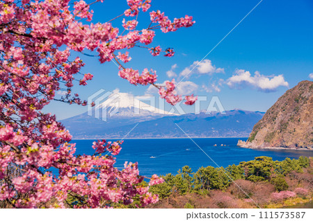 (靜岡縣)早春河津櫻花盛開時,與西伊豆井田隔海相望的富士山 (靜岡縣)早春河津櫻花盛開時,與西伊豆井田隔海相望的富士山 111573587